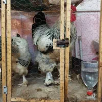 خروس برهما اصیل