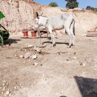 الاغ|حیوانات مزرعه|لردگان, |دیوار