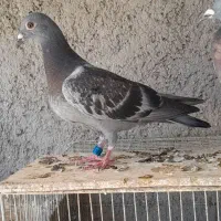 فروش انواع کبوتر
