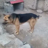 سگ ژرمن|سگ|فریمان, |دیوار