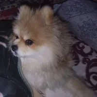 پامر
