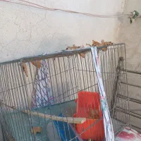 قفس