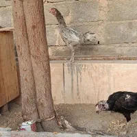 مرغ