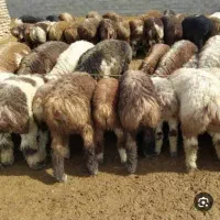 فروش گوسفند زنده کهره و بره