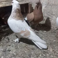 پرنده|پرنده|نقده, |دیوار