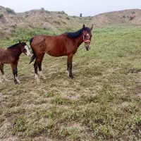 یک راس اسب مادیون درجه یک