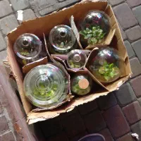 هفت عدد تراریوم