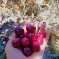 گیلاس
