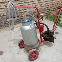 شیرودوش گاو
