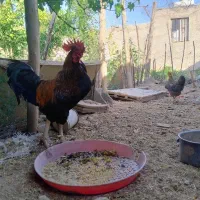 خروس گلپایگان
