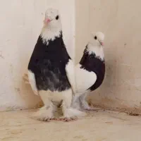 کبوتر رنگی ۲۵۰