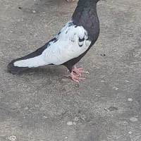 کبوتر ساده،سینه،سار هفت رنگ