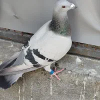 کبوتر ماده فسا