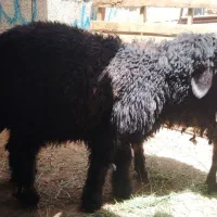 بره نر