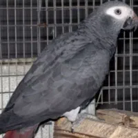 طوطی کاسکو ماده