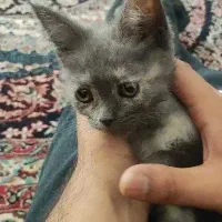بچه گربه پرشین اسکاتیش