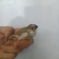 جوجه ابلغ کرم سفید ۲۴ روزه فنچ
