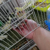 جوجه عروس سرلاکی