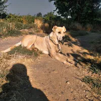 سگ ۱۷ماهه اصل نر