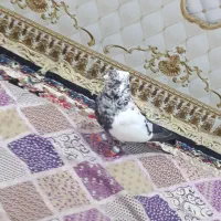 کبوتر|پرنده|خرمشهر, |دیوار