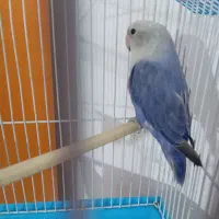 سلام طوطی