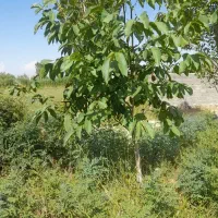 باغ در روستای توریستی کوسچ