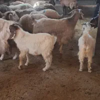 فروش بز و بزغاله و بره کشتاری
