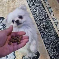 واگذاری رایگان سگ پامرین (فقط به خانواده متعهد)