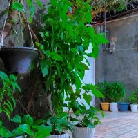 یک جفت عروس هلندی ۱،۷۰۰