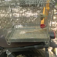 سهره خاکی نر جوجه قفس با قفس بخون