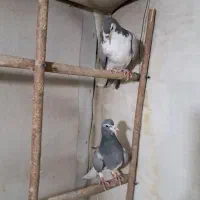 دمگیر