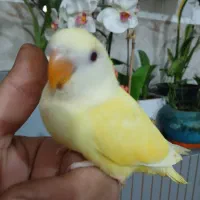 جوجه های کوتوله دستی ورام