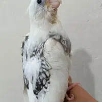 عروس هلندی دوکت