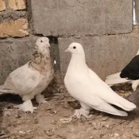 کفتر سفید و سرور