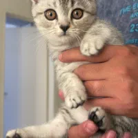 گربه ملوس نژاد دار