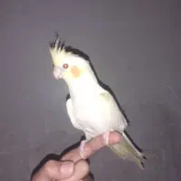 عروی هلندی دستی چشم شرابی
