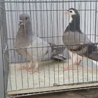 جوجه مفلق کناری‌تر خرقه سینه دمپاک