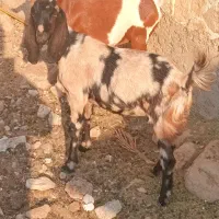 ۵ تا تیشتر پاکستانی داشت