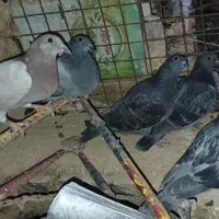 کبوتر پلاکی