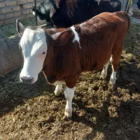 گوساله نر سمیتال