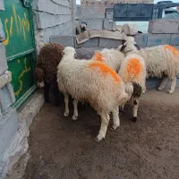 بره نر و ماده