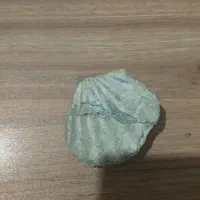 فسیل صدف چند میلیون ساله