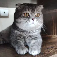 گربه نر اسکاتیش اصیل آماده جفت‌گیری