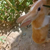 خرگوش زیبا و سالم