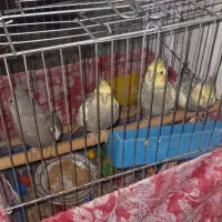 عروس هلندی