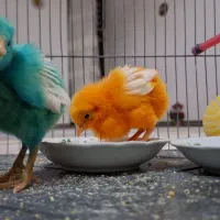 دو عدد جوجه رنگی رایگان رایگان رایگان