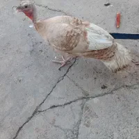 بوقلمون ماده