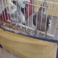عروس هلندی جفت