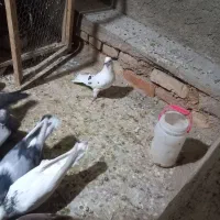 فروش