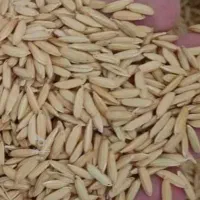 فروش بذر شالی طارم بینام